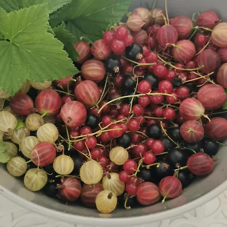 Wiejski W Siedlisku Pod Orzechem *