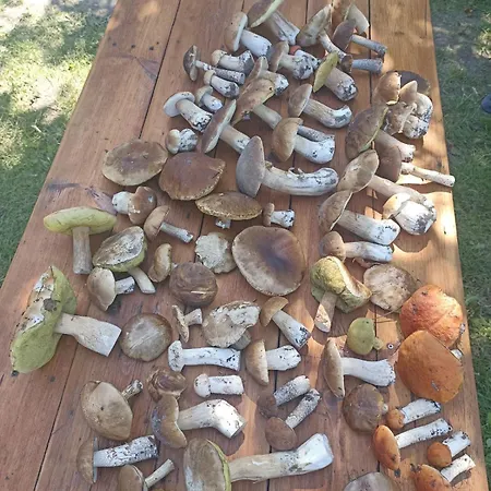 Wiejski W Siedlisku Pod Orzechem Apartamento Przylek