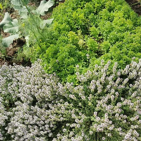 Apartamento Wiejski W Siedlisku Pod Orzechem Przylek