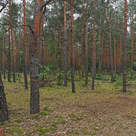 Wiejski W Siedlisku Pod Orzechem Apartamento Przylek