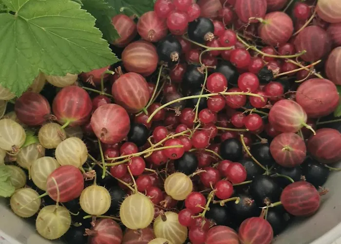 Wiejski W Siedlisku Pod Orzechem *