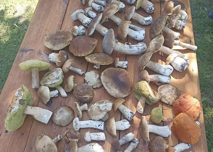 Wiejski W Siedlisku Pod Orzechem Apartmán Przylek