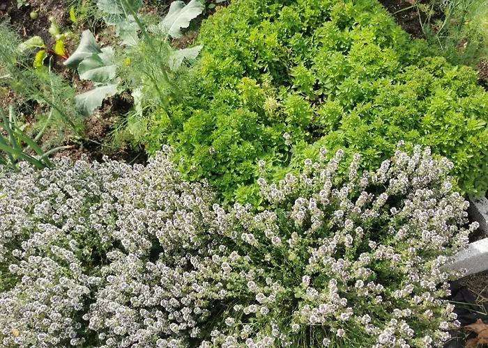 Апартаменты Wiejski W Siedlisku Pod Orzechem Przylek