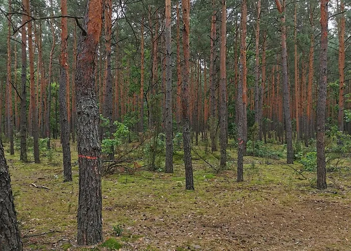 Wiejski W Siedlisku Pod Orzechem Апартаменты Przylek